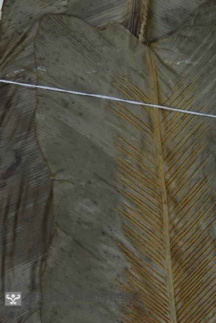 臺灣山蘇花藏品圖，第4張