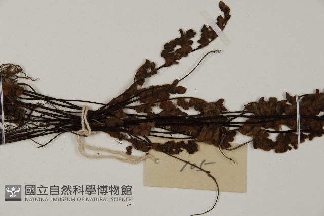 隱囊蕨藏品圖，第4張