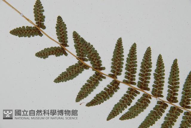 對生蹄蓋蕨藏品圖，第4張