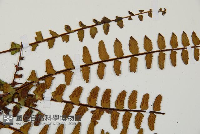三翅鐵角蕨藏品圖，第4張