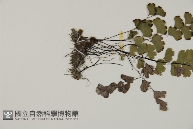 鐵線蕨藏品圖，第4張