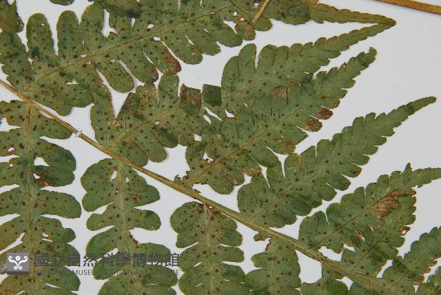 華中介蕨藏品圖，第4張