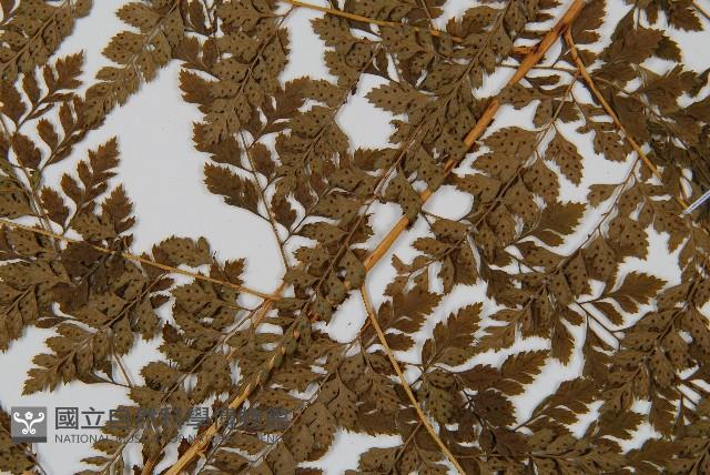 臺灣兩面複葉耳蕨藏品圖，第4張