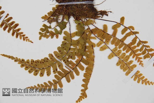 鐵角蕨藏品圖，第4張