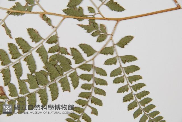 斜方複葉耳蕨藏品圖，第3張