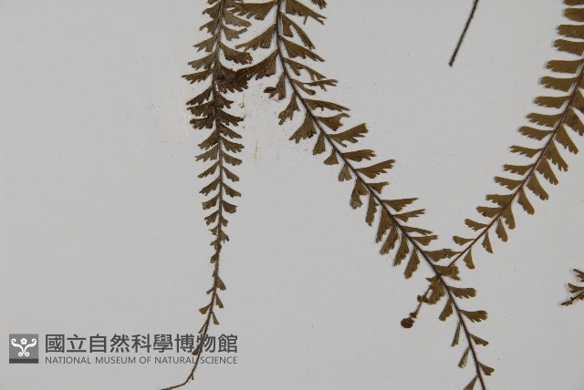 鞭葉鐵線蕨藏品圖，第4張
