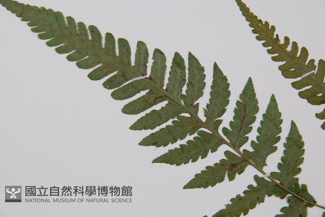 東洋蹄蓋蕨藏品圖，第4張