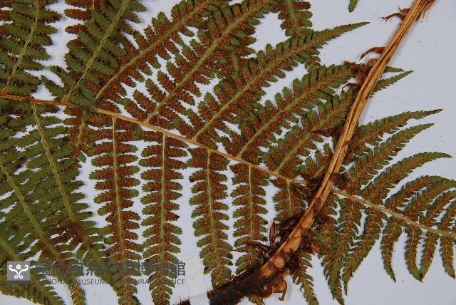 希陶蹄蓋蕨藏品圖，第7張