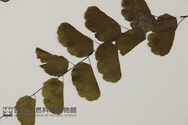 半月形鐵線蕨藏品圖，第4張