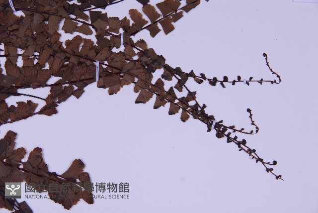 生芽鐵角蕨藏品圖，第4張