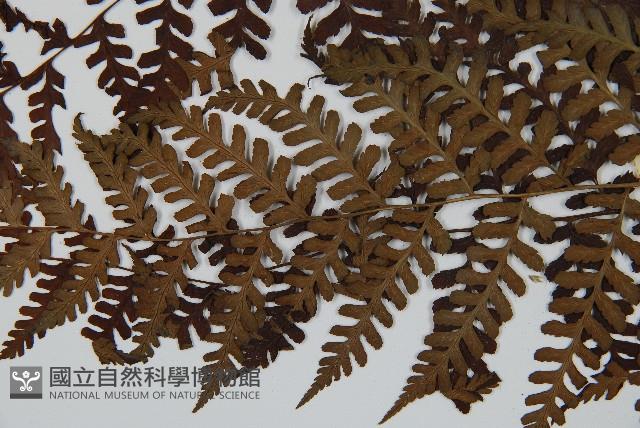 川上氏雙蓋蕨藏品圖，第4張