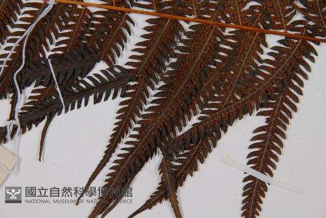 金狗毛蕨藏品圖，第4張