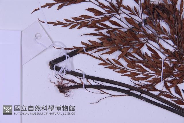 黑鱗鐵角蕨、假大羽鐵角蕨、大羽鐵角蕨藏品圖，第7張