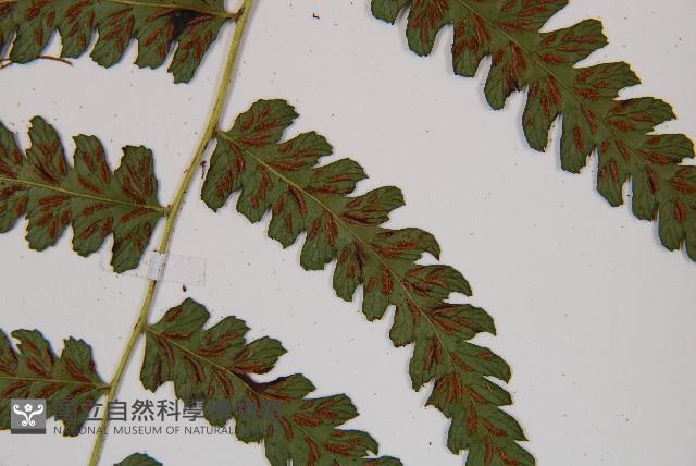 Accession Number:P011514 Collection Image, Figure 4, Total 6 Figures