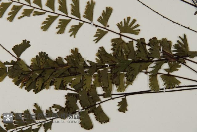 鞭葉鐵線蕨藏品圖，第4張