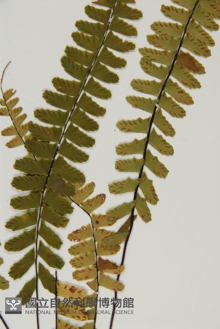 生芽鐵角蕨藏品圖，第4張