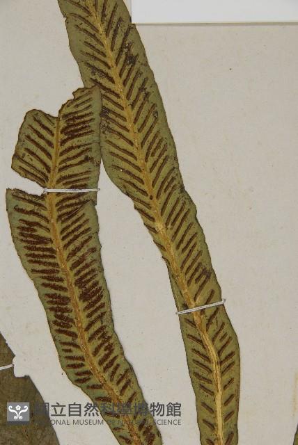 叢葉鐵角蕨藏品圖，第4張