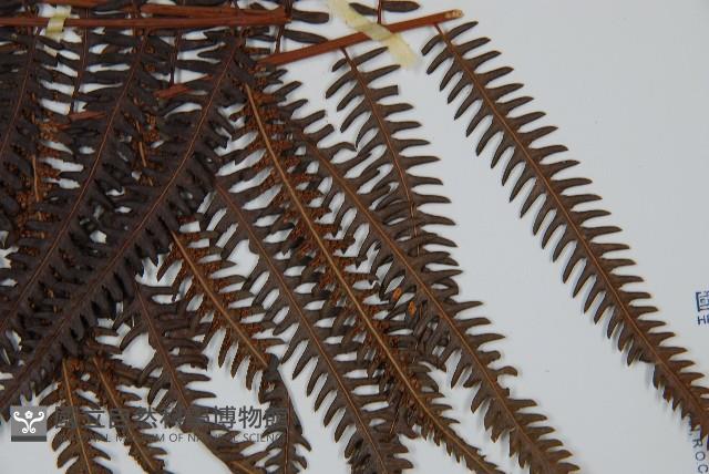 金狗毛蕨藏品圖，第3張