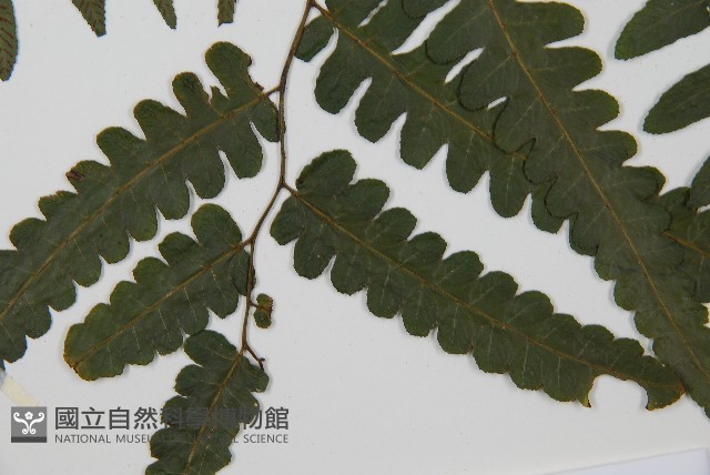 毛柄短腸蕨藏品圖，第4張