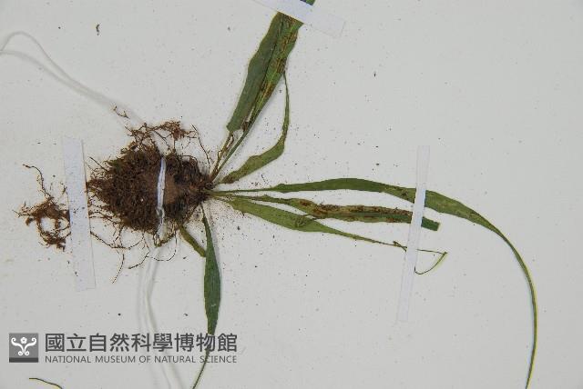 過山蕨藏品圖，第4張