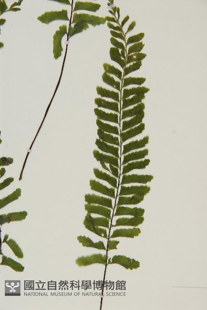 複齒鐵角蕨藏品圖，第4張