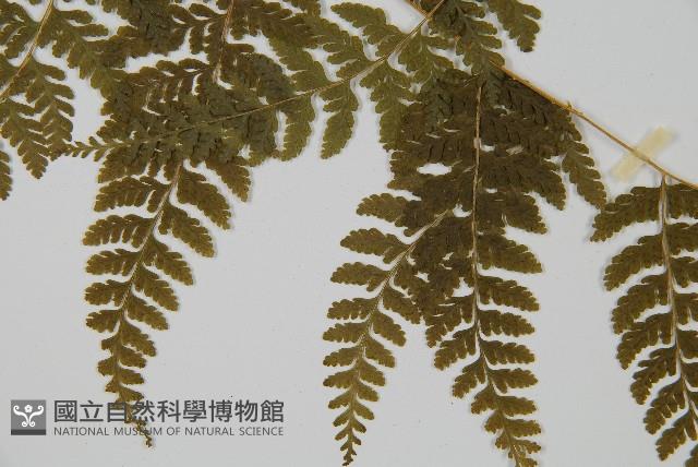 刺柄碗蕨藏品圖，第4張