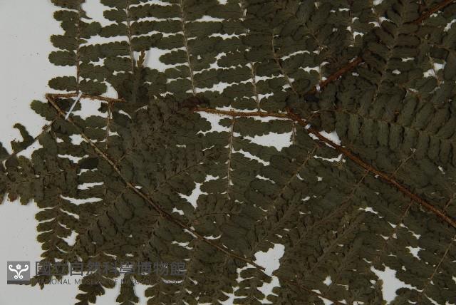 川上氏肋毛蕨藏品圖，第4張