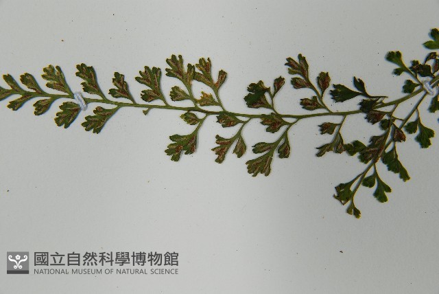 小葉鐵角蕨藏品圖，第4張