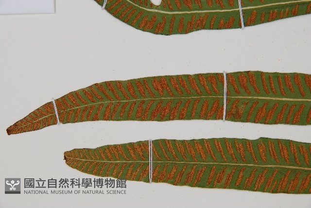 單葉雙蓋蕨藏品圖，第4張