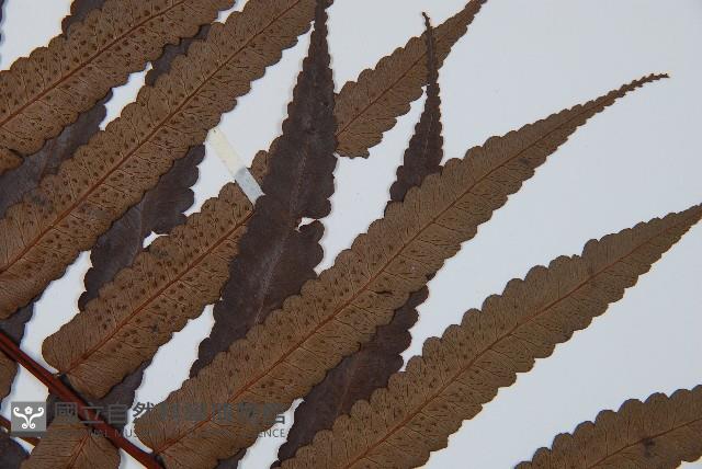 黑桫蕨藏品圖，第4張