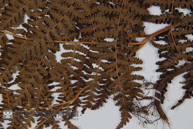 姬蕨藏品圖，第4張