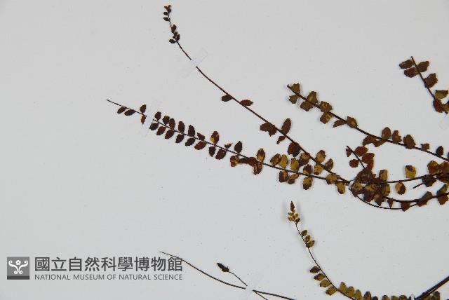 鐵角蕨藏品圖，第4張