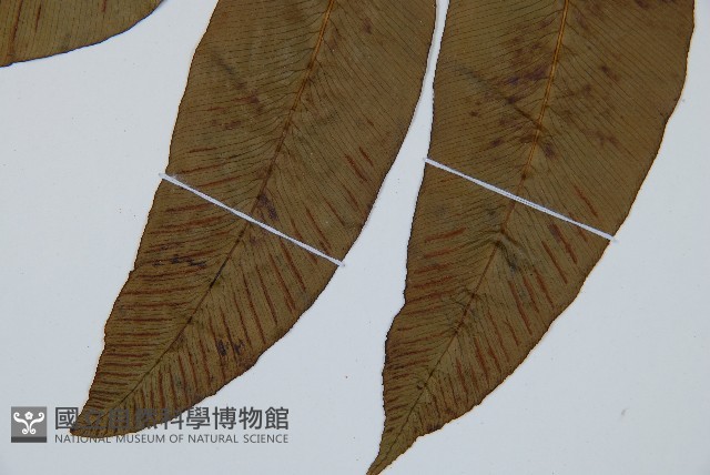 細柄雙蓋蕨藏品圖，第4張