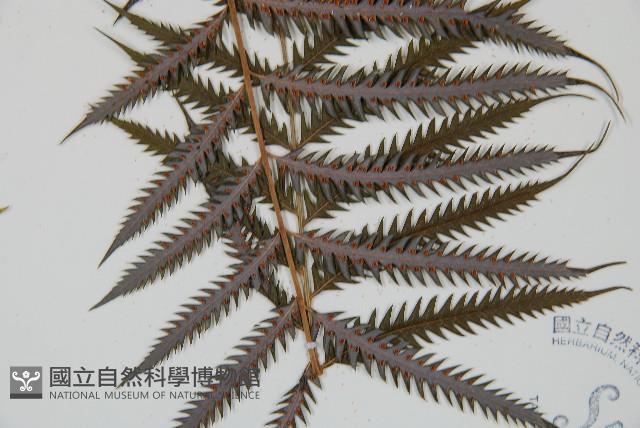 臺灣金狗毛蕨藏品圖，第3張