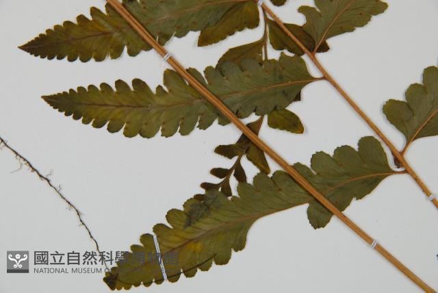臺北鱗蓋蕨藏品圖，第4張