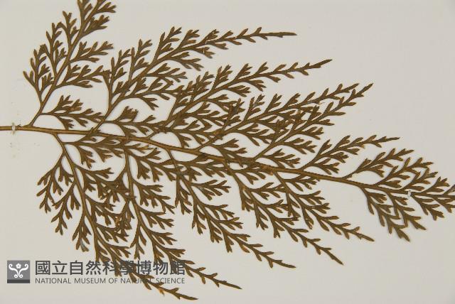 骨碎補鐵角蕨藏品圖，第4張