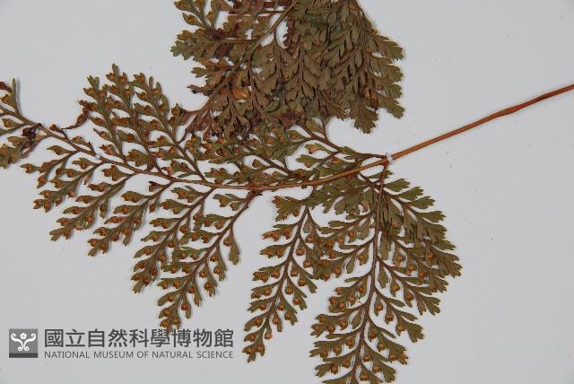 杯狀蓋陰石蕨藏品圖，第4張