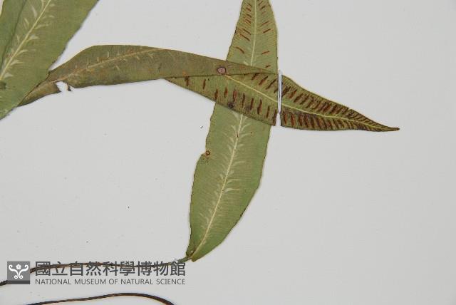 單葉雙蓋蕨藏品圖，第4張