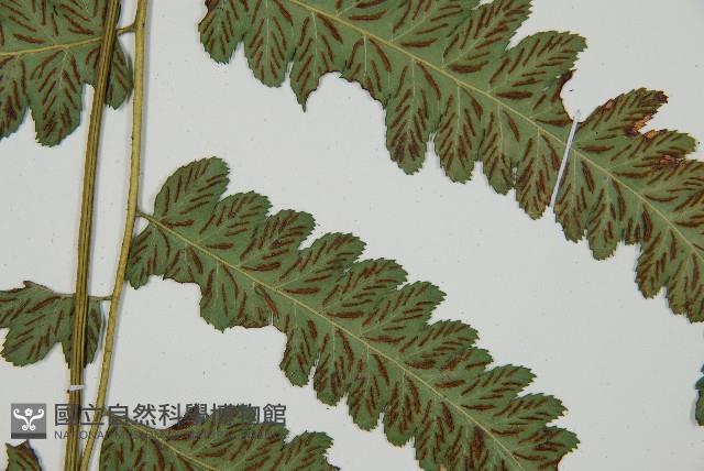 深山雙蓋蕨藏品圖，第4張