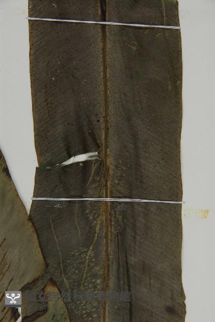 山蘇花藏品圖，第4張