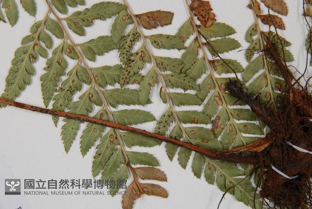 小葉複葉耳蕨藏品圖，第4張