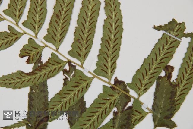 Accession Number:P011754 Collection Image, Figure 4, Total 5 Figures