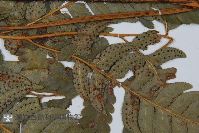 粗裂複葉耳蕨藏品圖，第4張