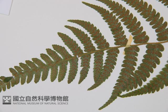 毛軸假蹄蓋蕨藏品圖，第4張