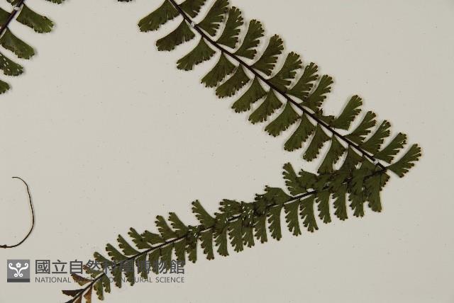 鞭葉鐵線蕨藏品圖，第4張