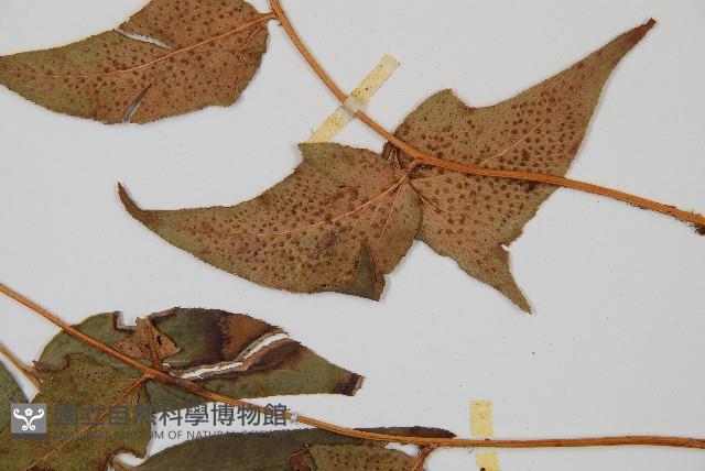 細齒貫眾蕨藏品圖，第4張