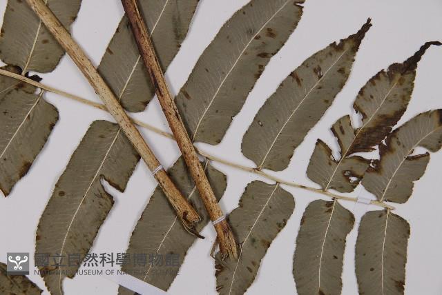 高山鳳丫蕨藏品圖，第4張