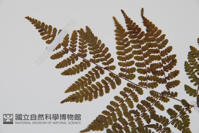 歐洲羽節蕨藏品圖，第4張