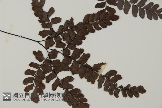 扇葉鐵線蕨藏品圖，第3張