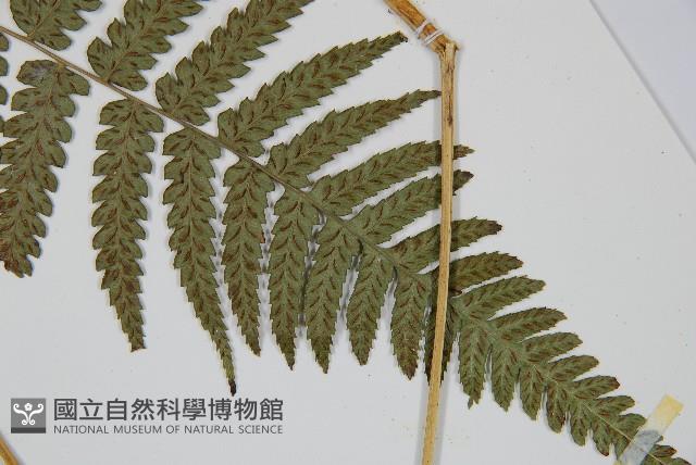 廣葉深山雙蓋蕨藏品圖，第4張